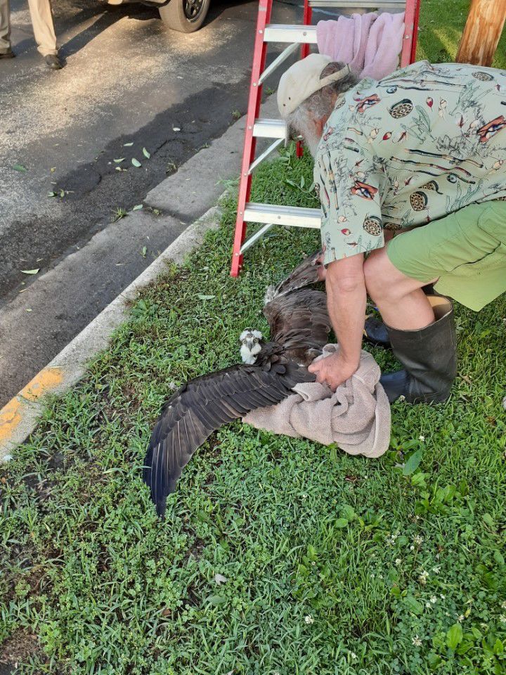 Osprey Rescue-2